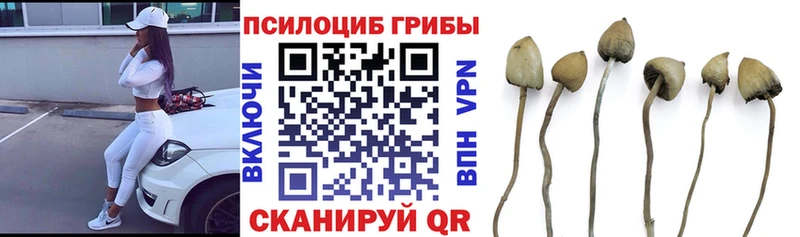Псилоцибиновые грибы MAGIC MUSHROOMS  кракен ссылки  Таруса  наркотики 